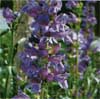 wf_penstemon_rockymountain.jpg